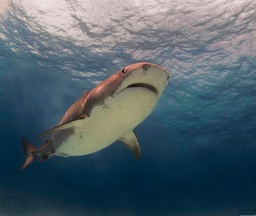 Free shark, sea creatures download photo