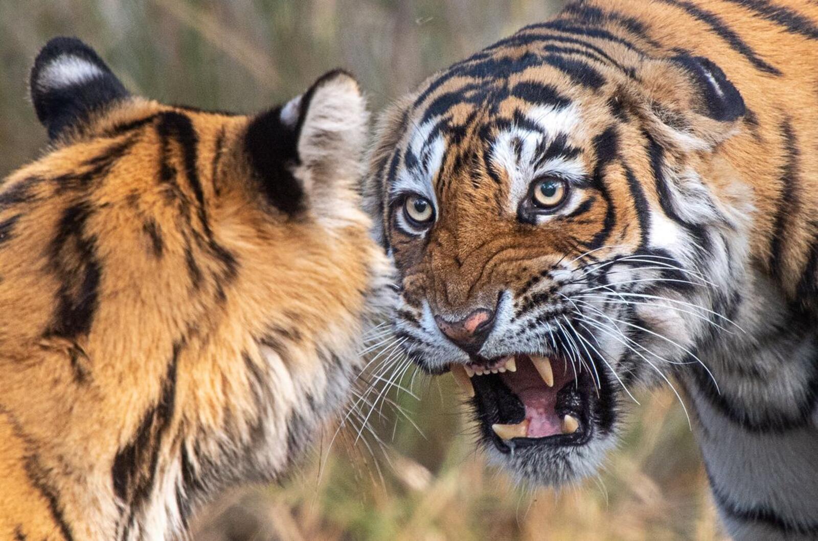 Wallpapers tigers predators teeth on the desktop