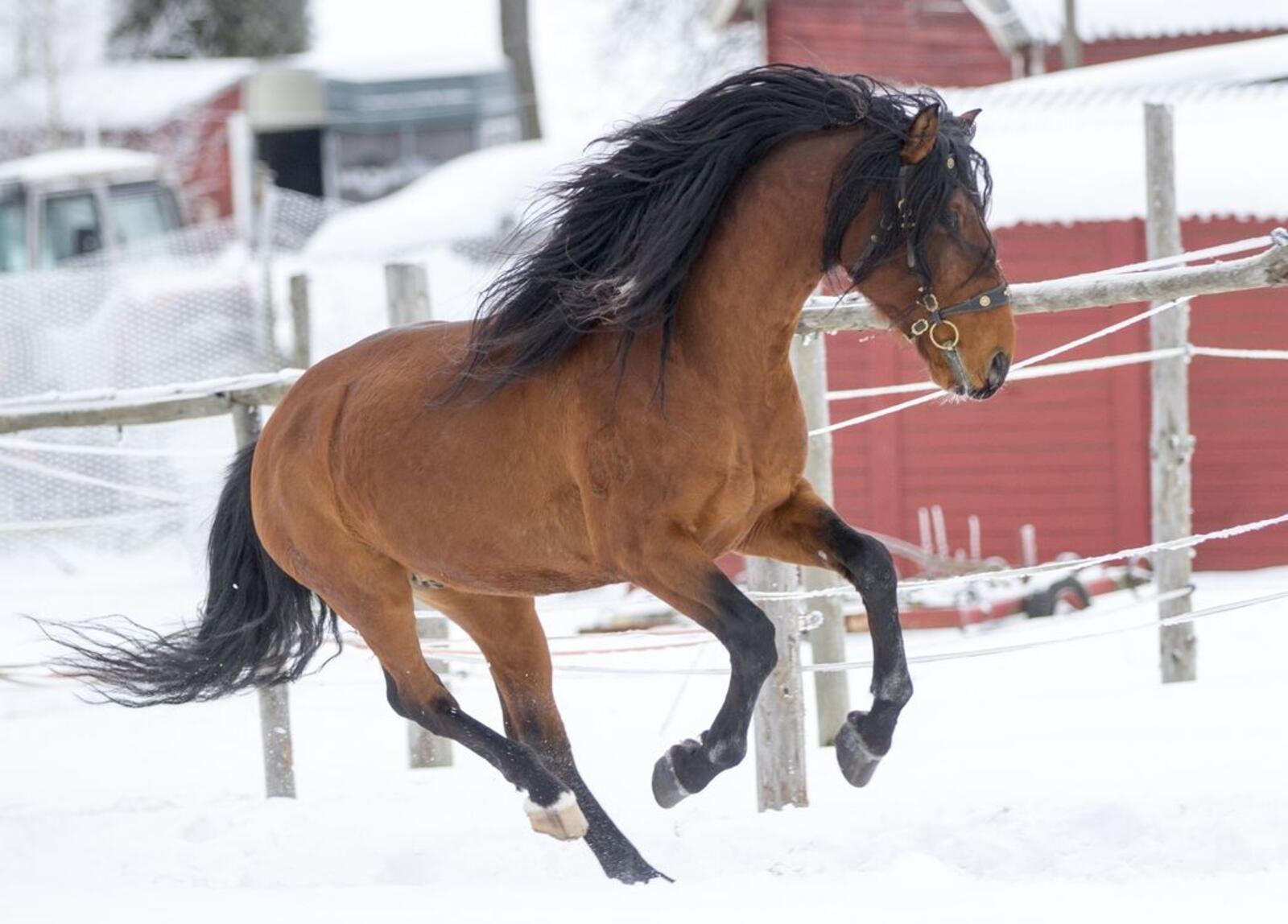 Обои зима снег каштановая лошадь на рабочий стол