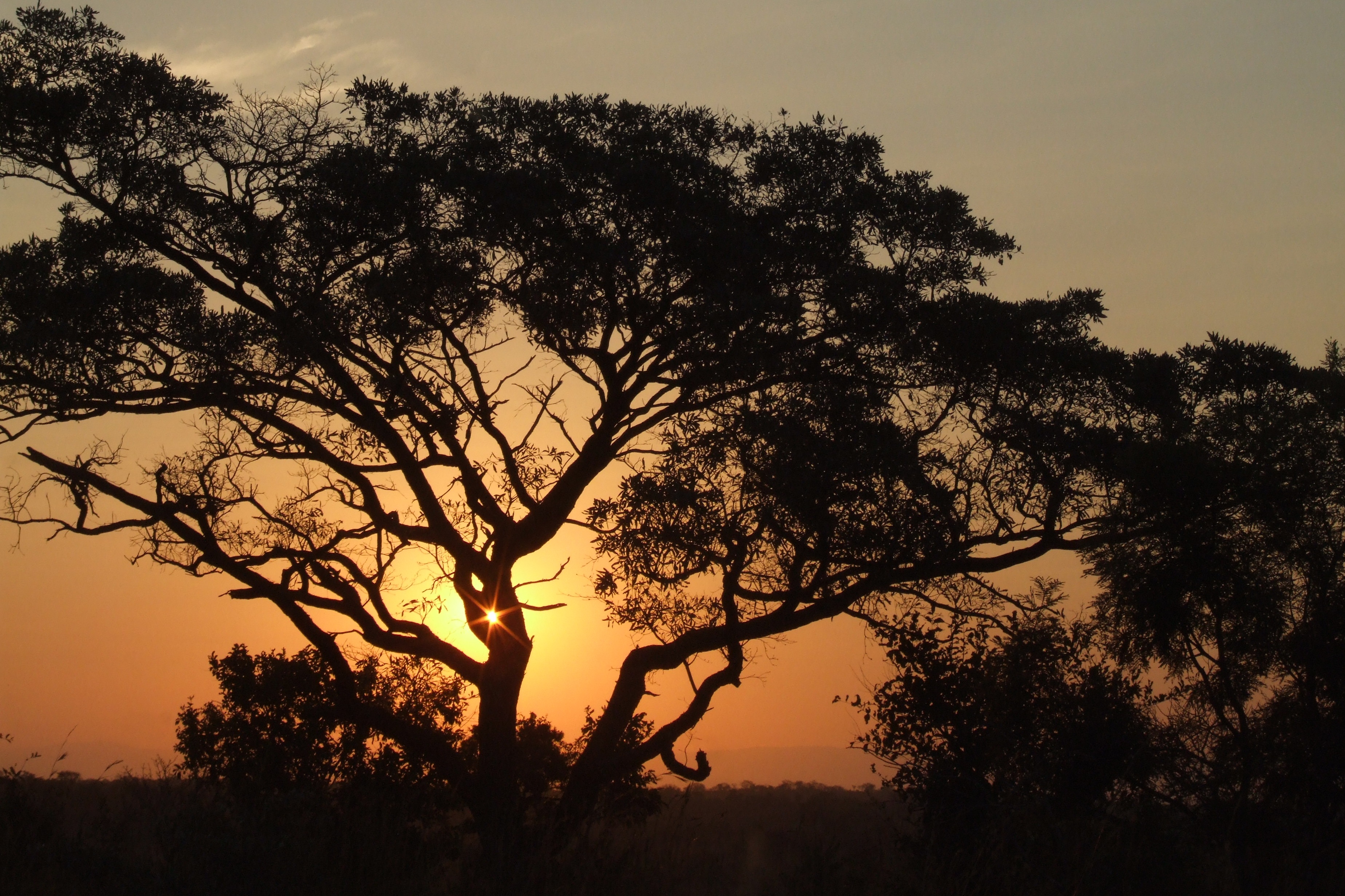 Wallpapers Africa sunset trees on the desktop