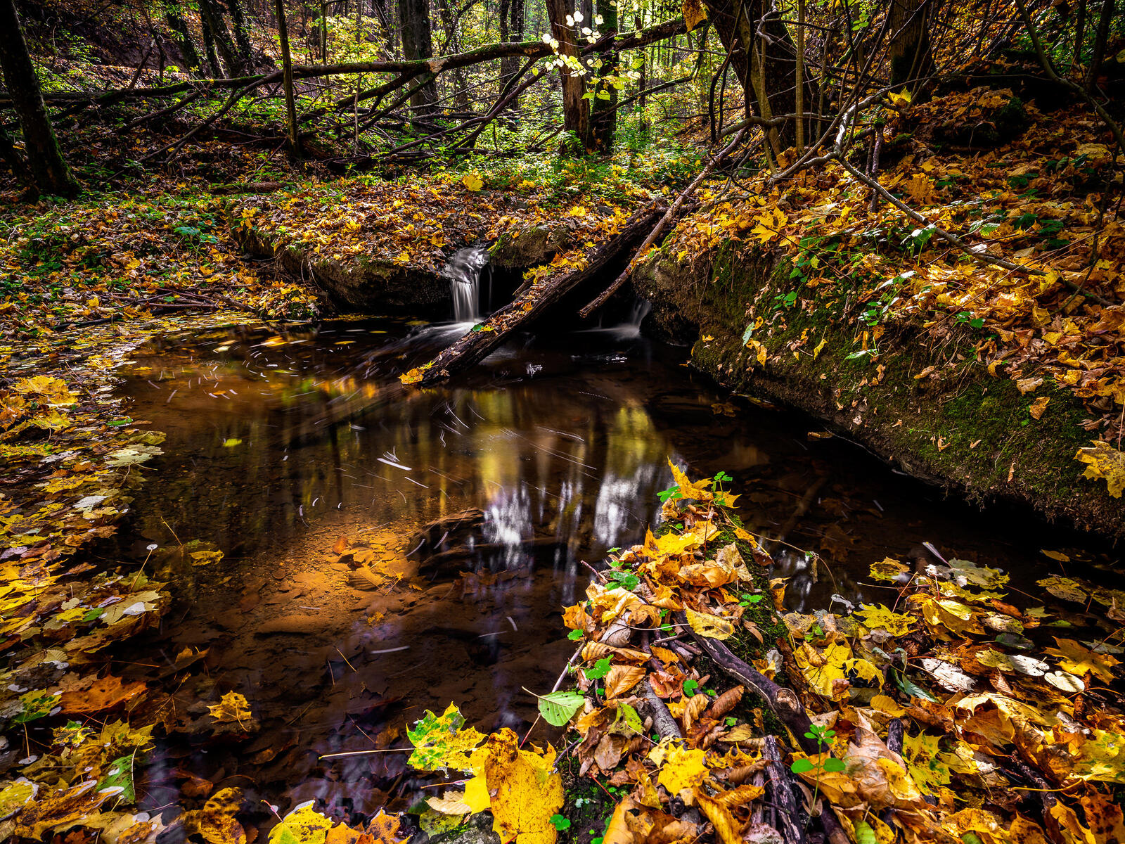 免费照片以森林为主题的新照片，秋天