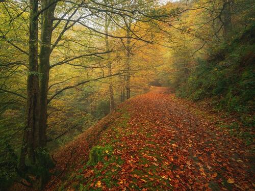 Бесплатно осень, лес фото на телефон