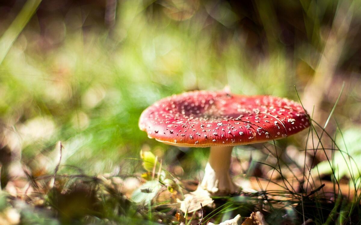 A large fly agaric