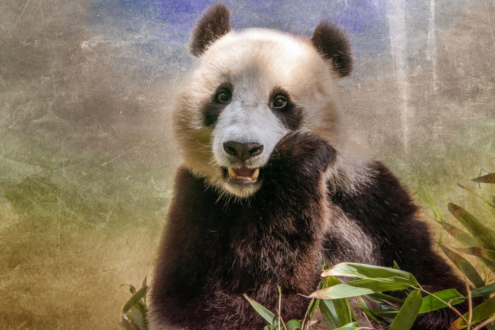 Wallpapers Giant panda bamboo bear Big panda on the desktop