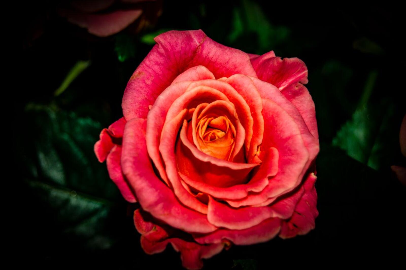 免费照片深色背景上的玫瑰。珊瑚色的阴影。