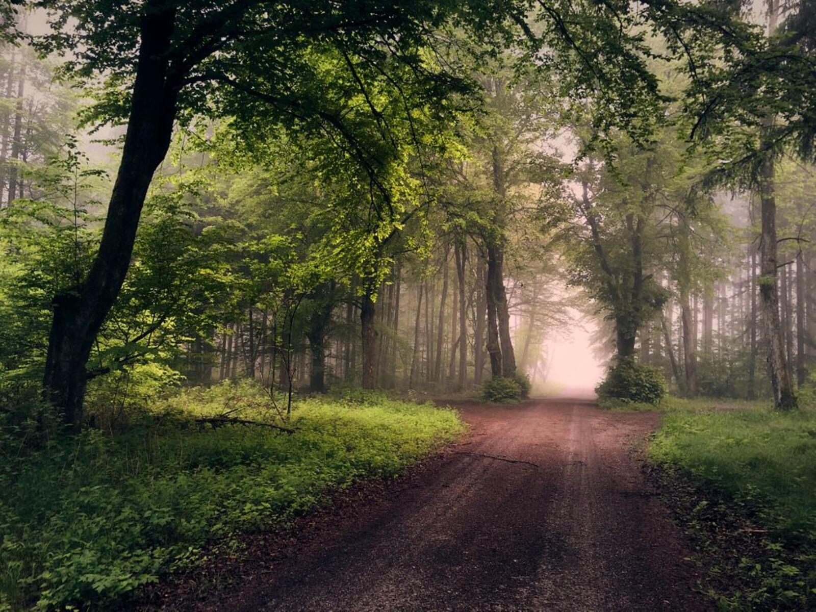 Free photo Wallpapers forest, road desktop high quality