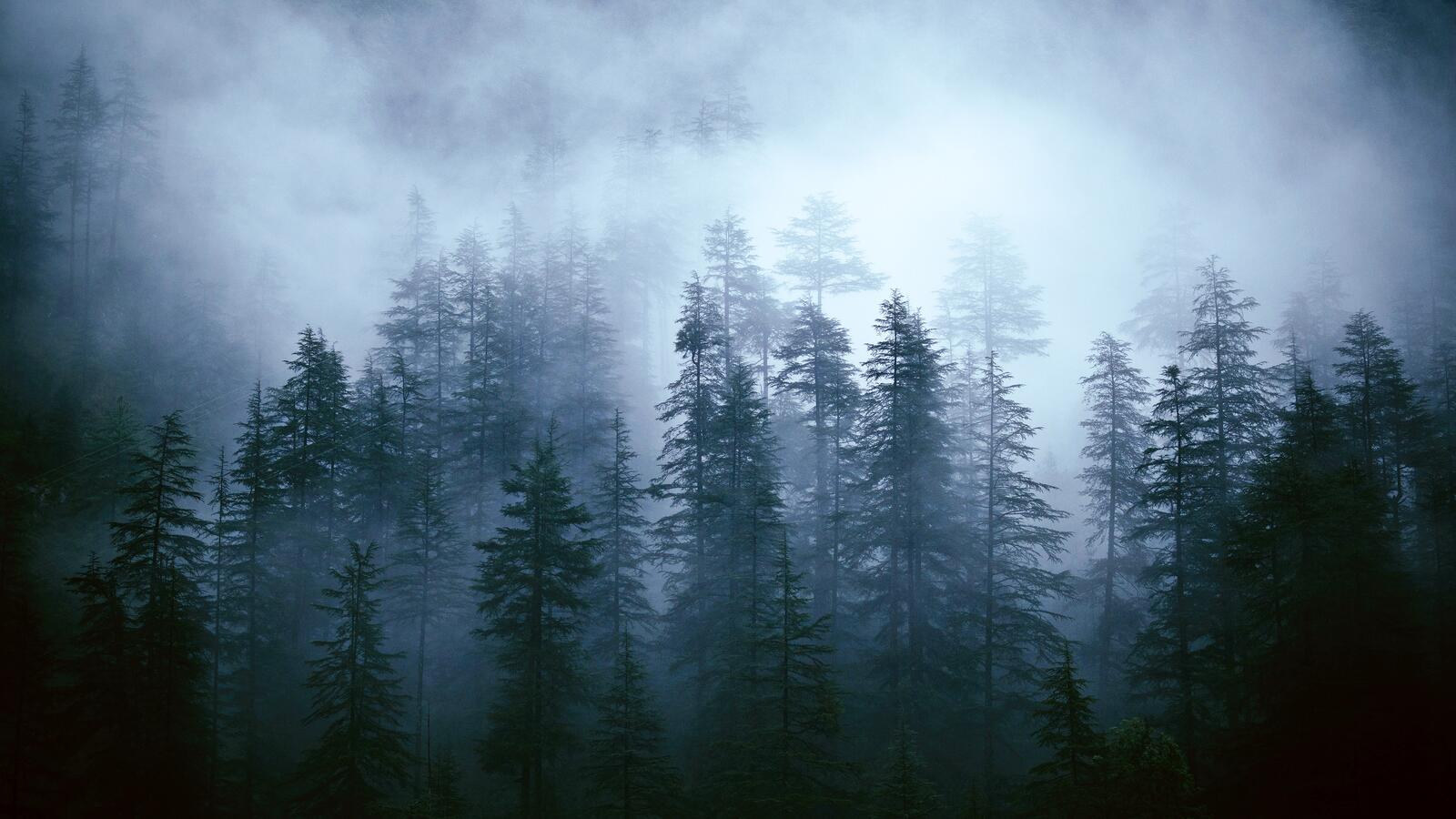Обои туман деревья туманный лес на рабочий стол