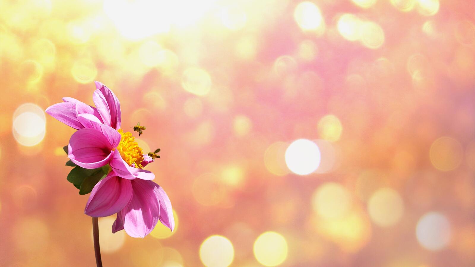 Wallpapers soft pollinating petal on the desktop