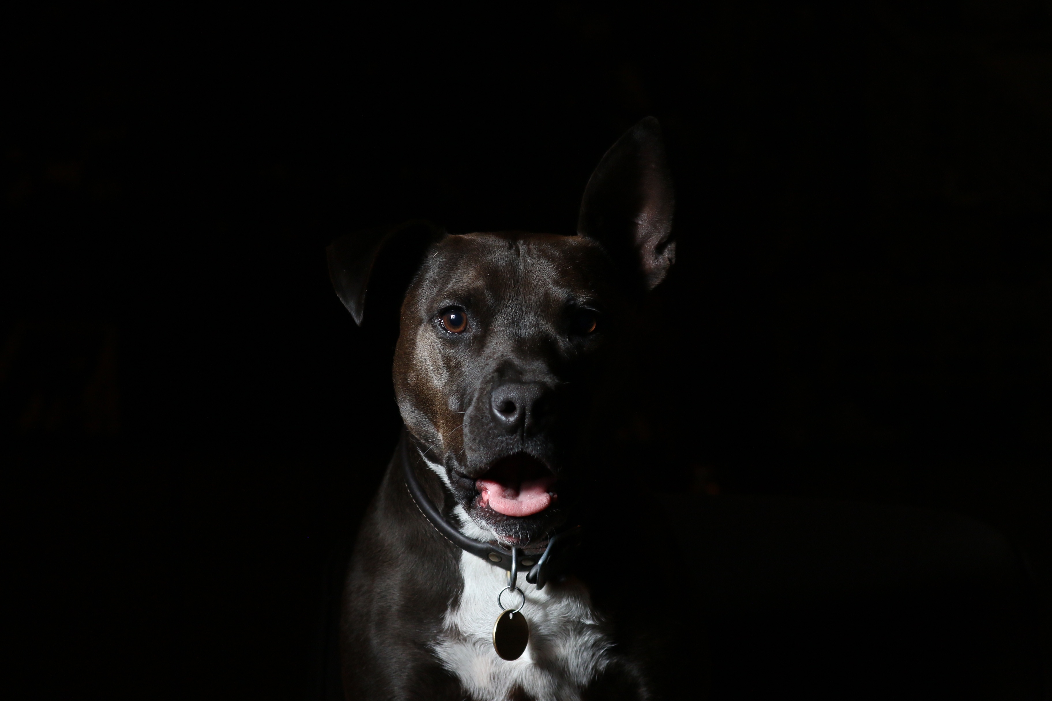 Free photo A black dog in the darkness