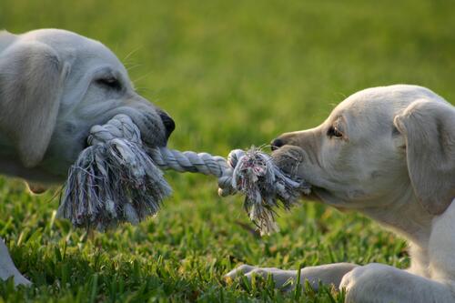 Two puppies tug-of-war