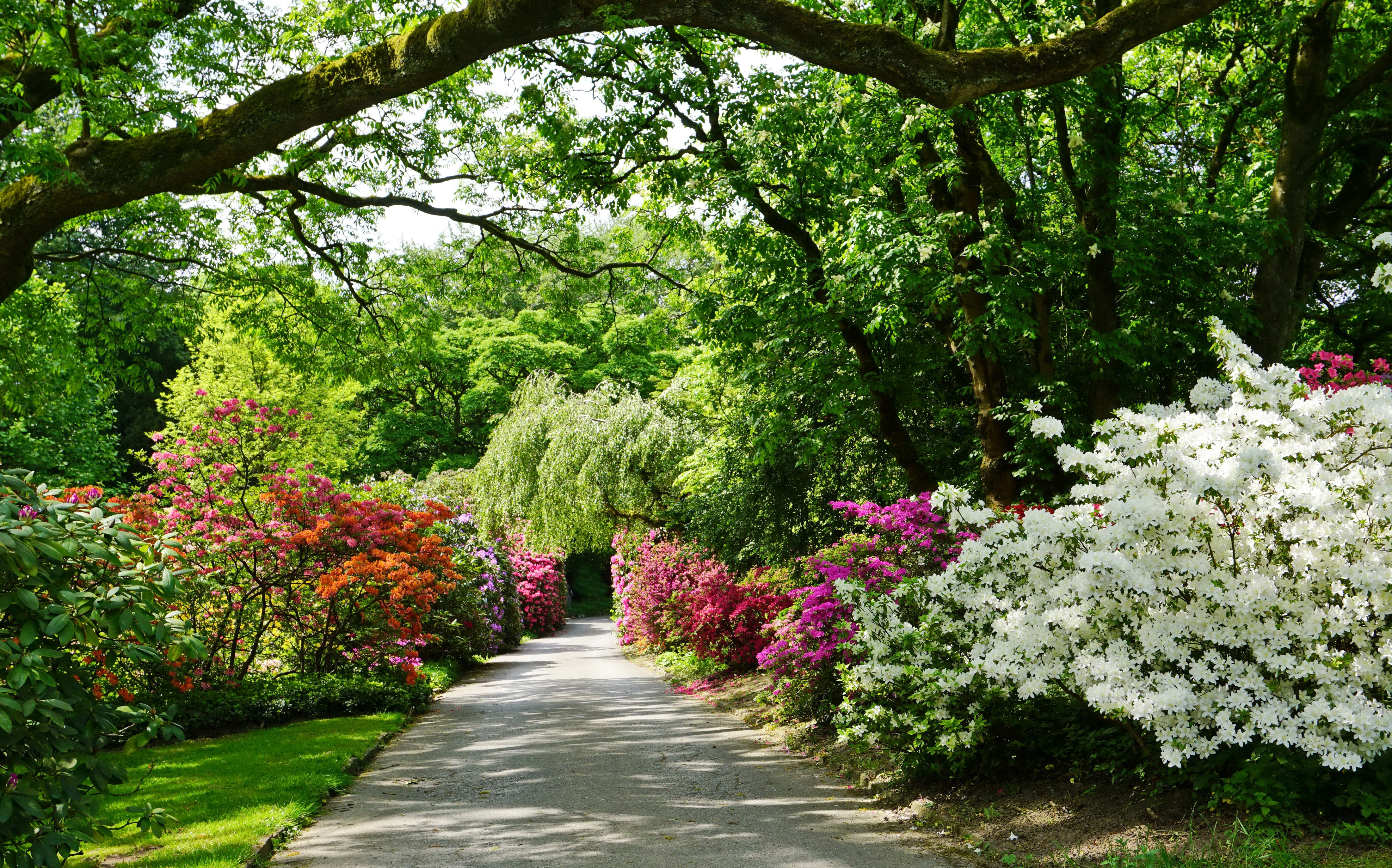 Фото бесплатно обои парк, яркие цветы, деревья