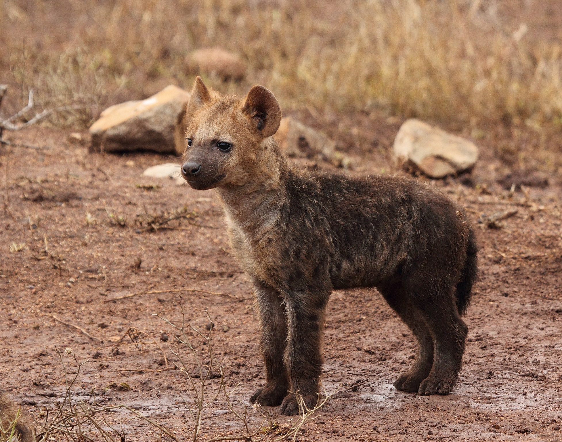 Photo free hyena, dog like mammal, wildlife