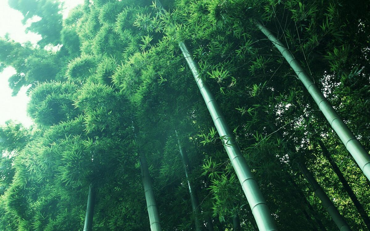 Туманный бамбуковый лес