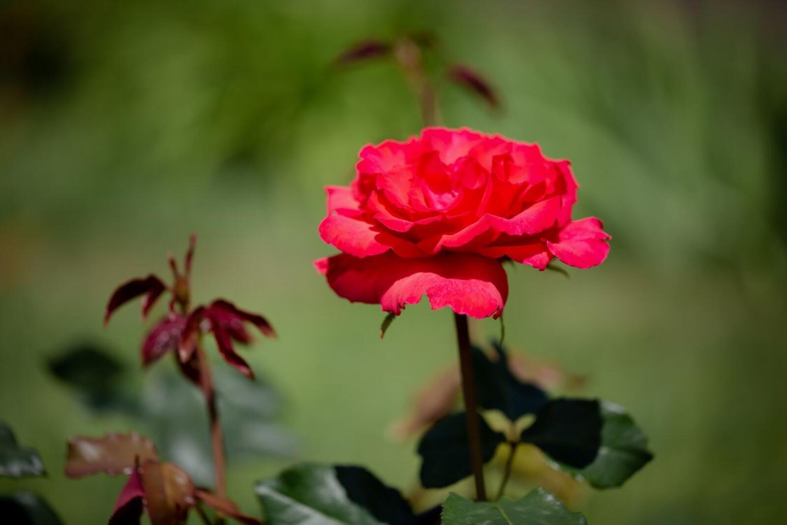Бесплатное фото Алая роза