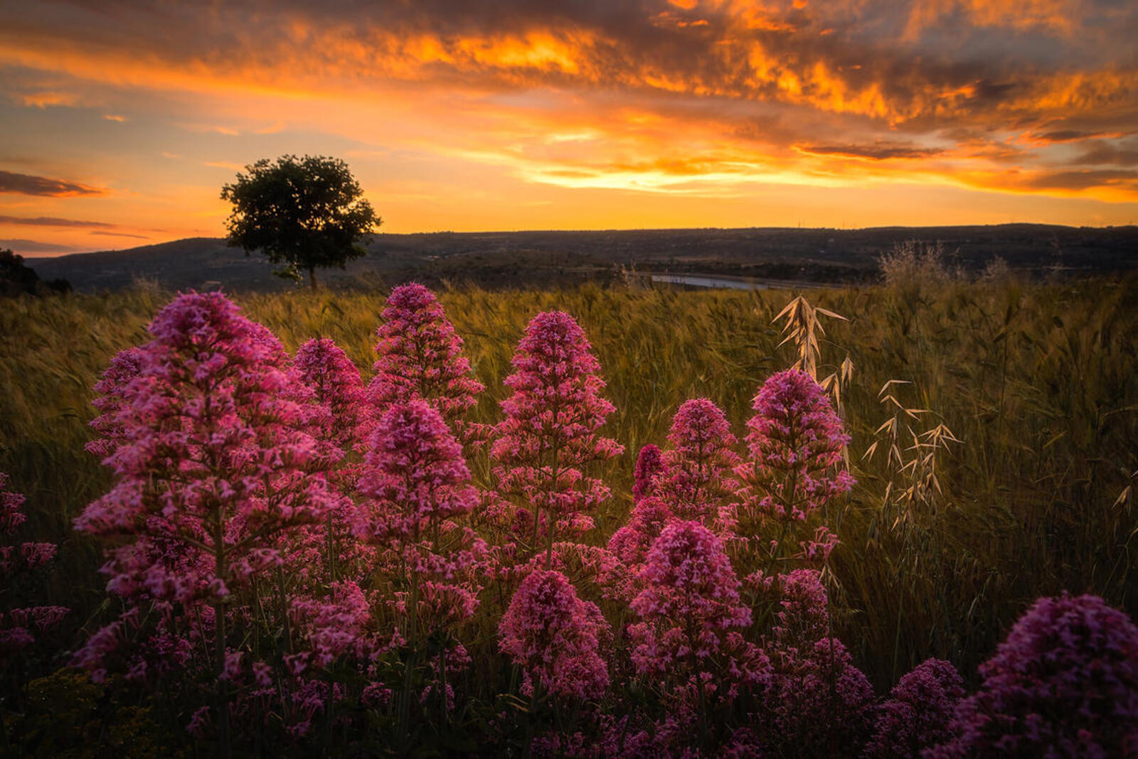 Wallpapers Italy pink flowers sunset on the desktop