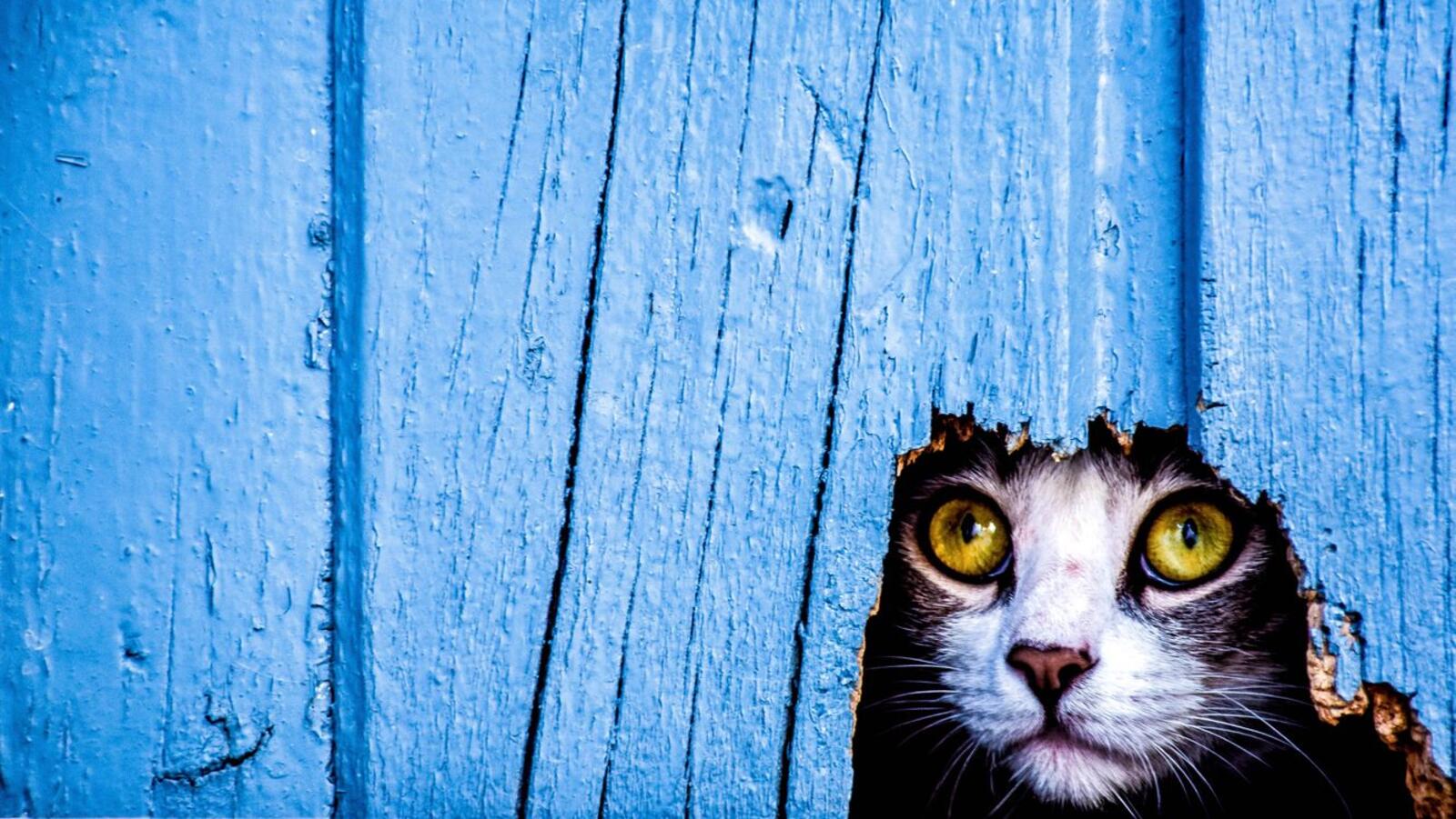Wallpapers cat hole look on the desktop