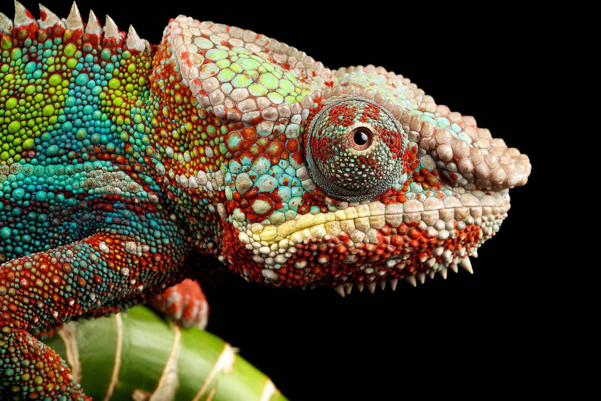 Wallpapers reptile look chameleon on the desktop