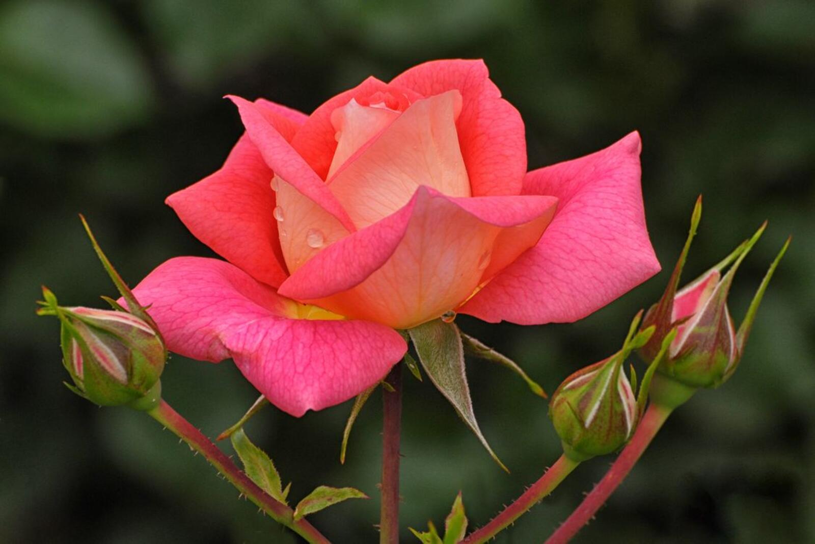 Бесплатное фото Нежно-розовая роза