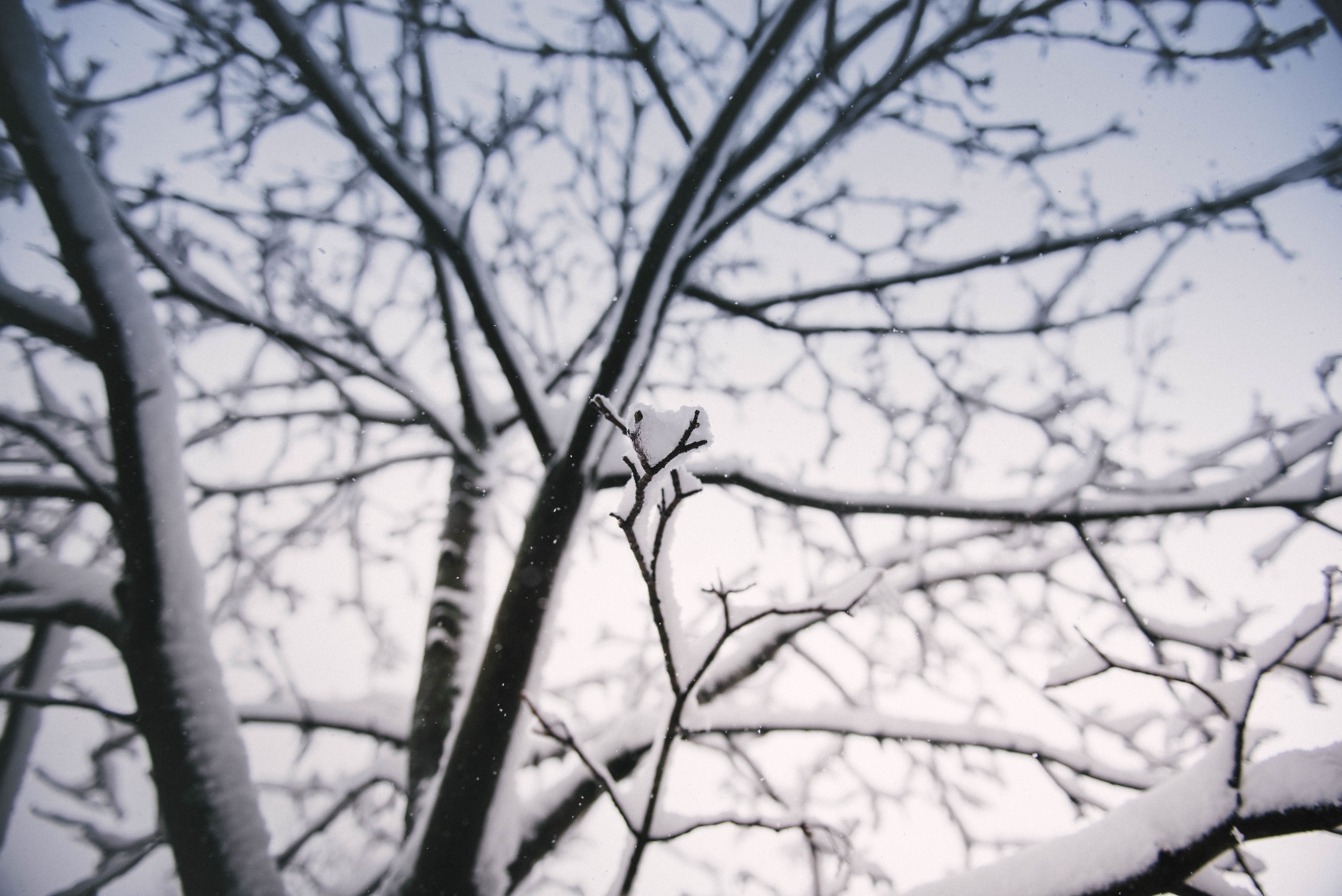 Фото бесплатно обои снег, ветви, дерево