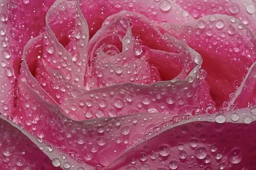Розовая роза в каплях