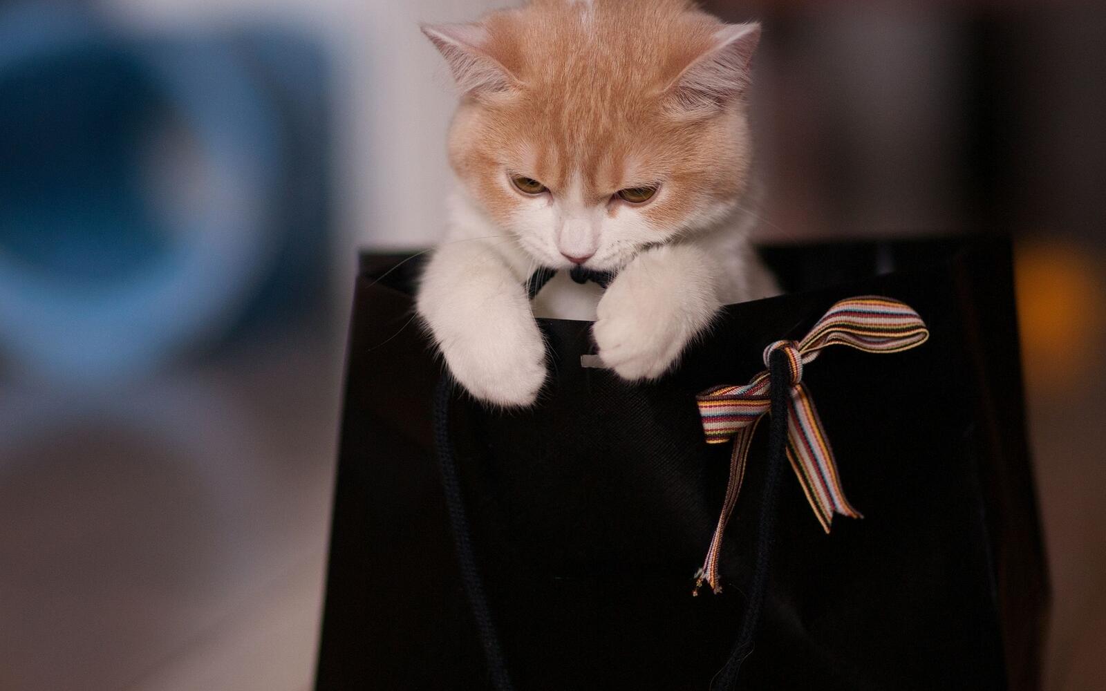 Free photo Kitty in a bag