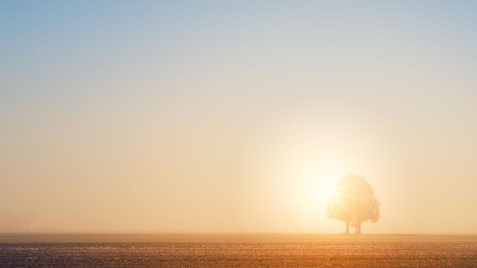 Wallpapers lonely tree space sunrise on the desktop