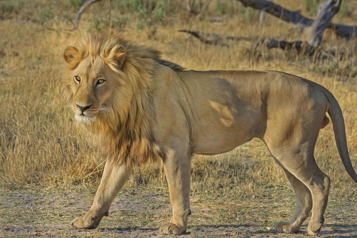 A young lion with a growing mane