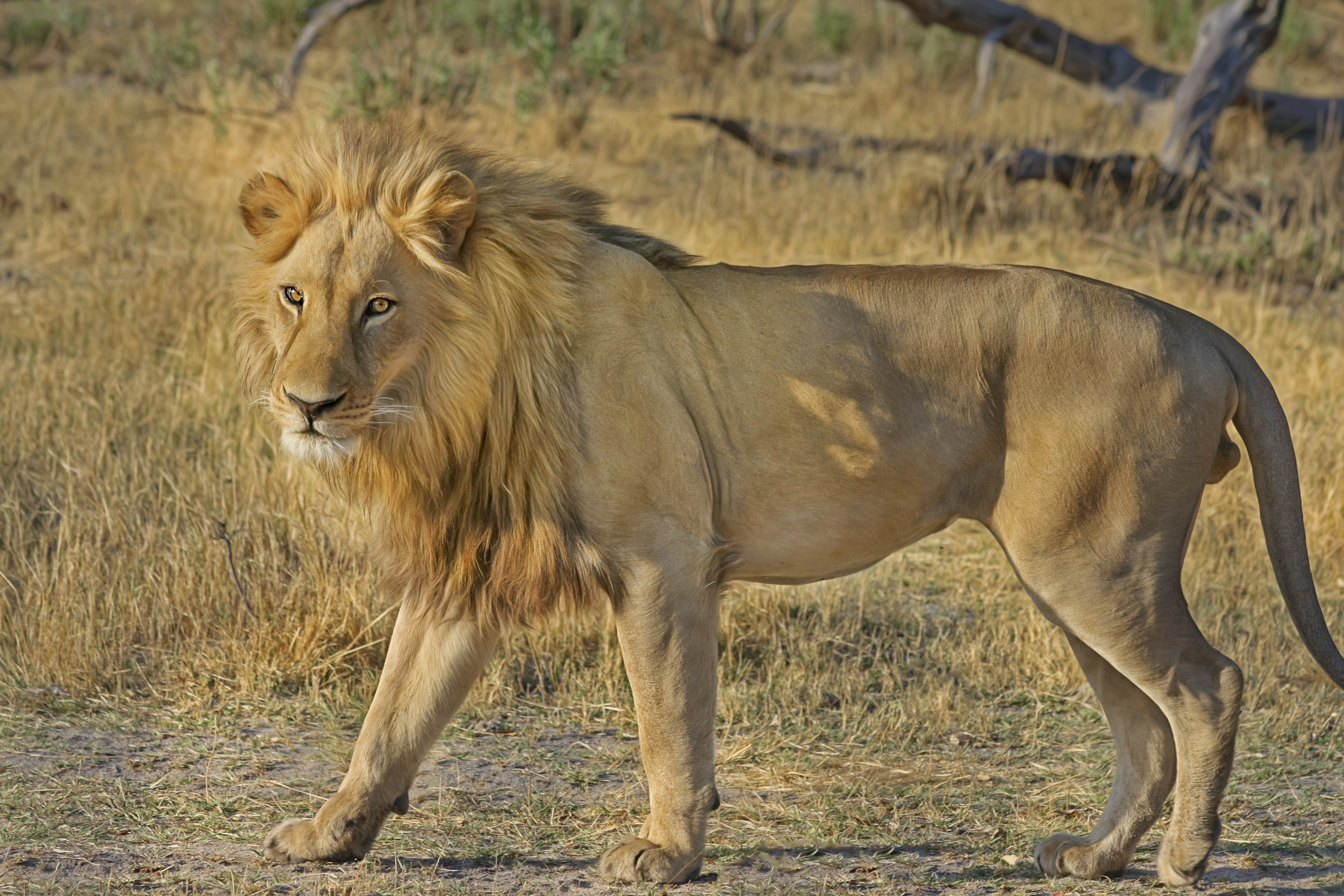 Фото Южная Африка, природа, wildcat, млекопитающее, дикий зверь, заповедник, Ботсвана, Сафари, большие кошки, приключения, лев, грива, пастбище, фауна, кошки - бесплатные картинки на Fonwall