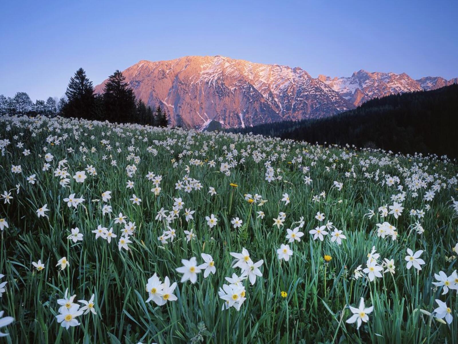 Обои Австрия белые цветы горы на рабочий стол