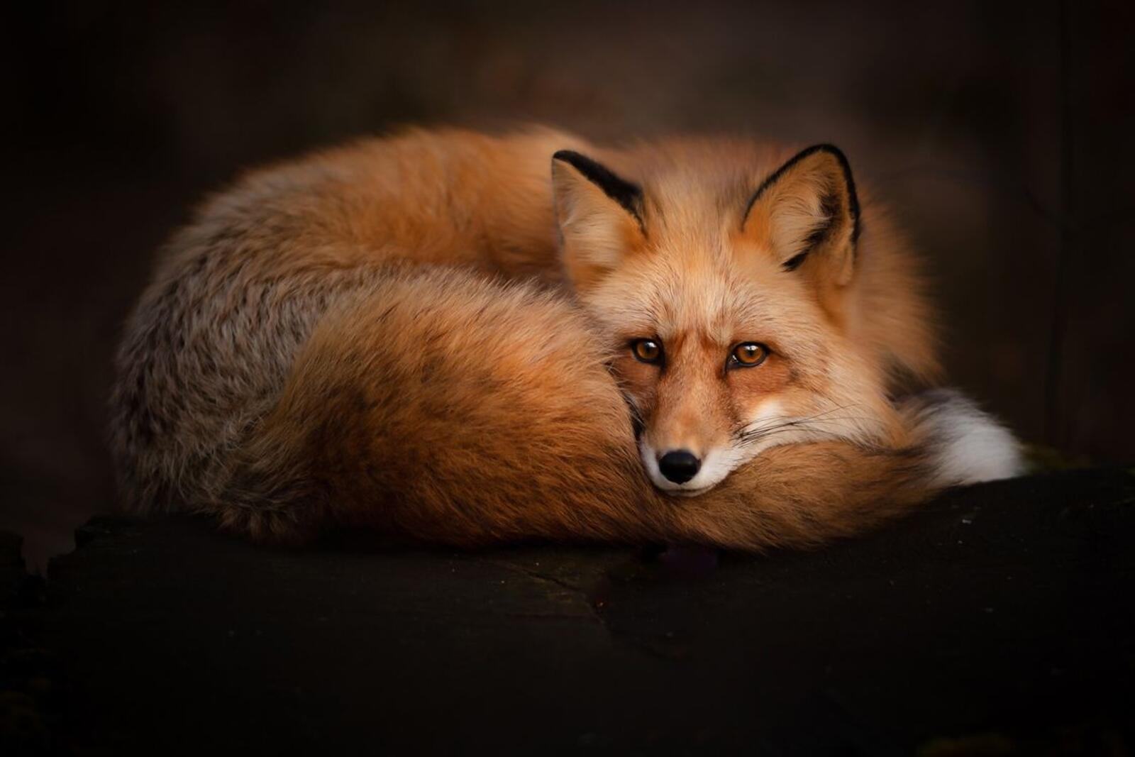Обои лиса рыжая лисица хищник на рабочий стол