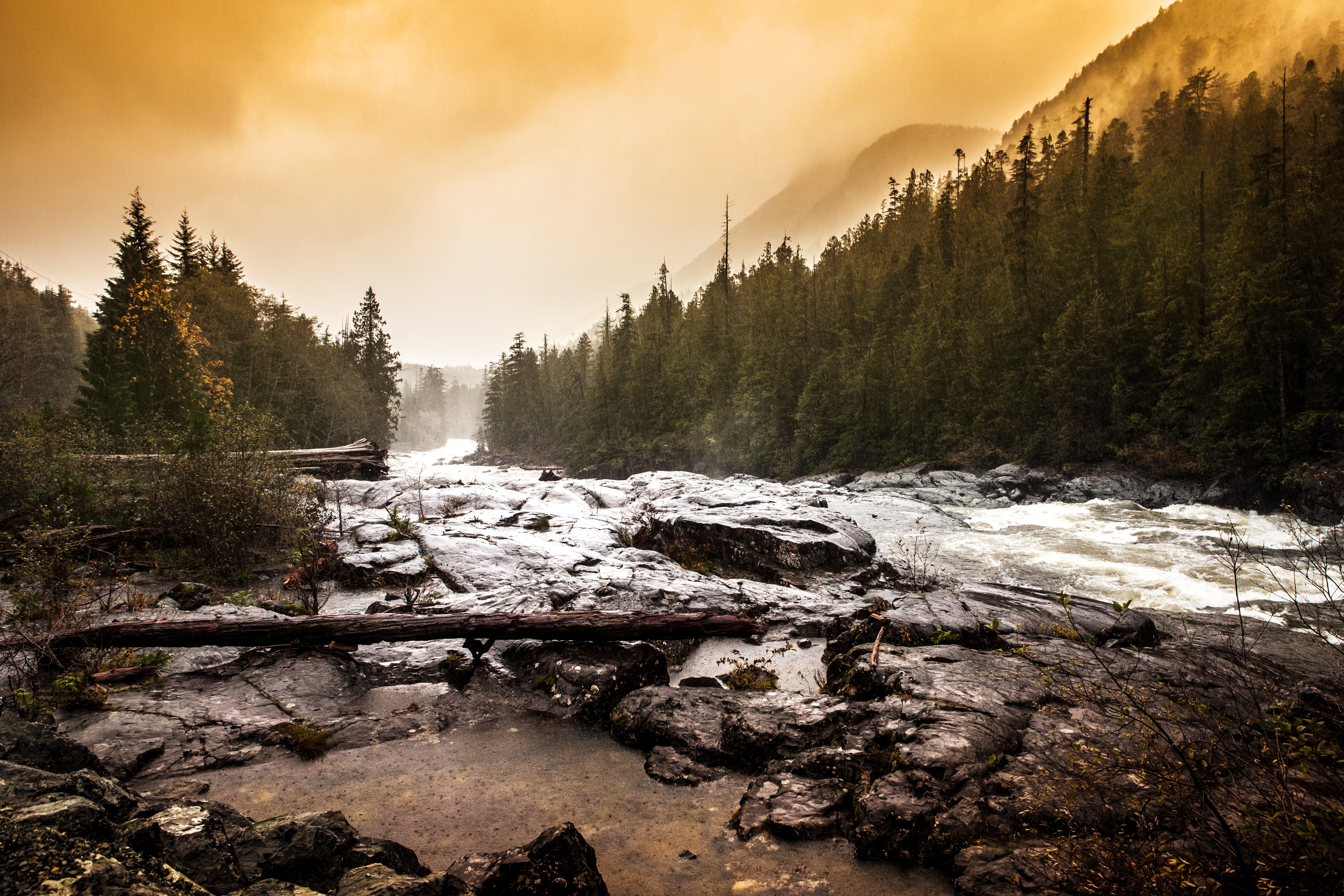 Free photo Forested mountain river with a strong current