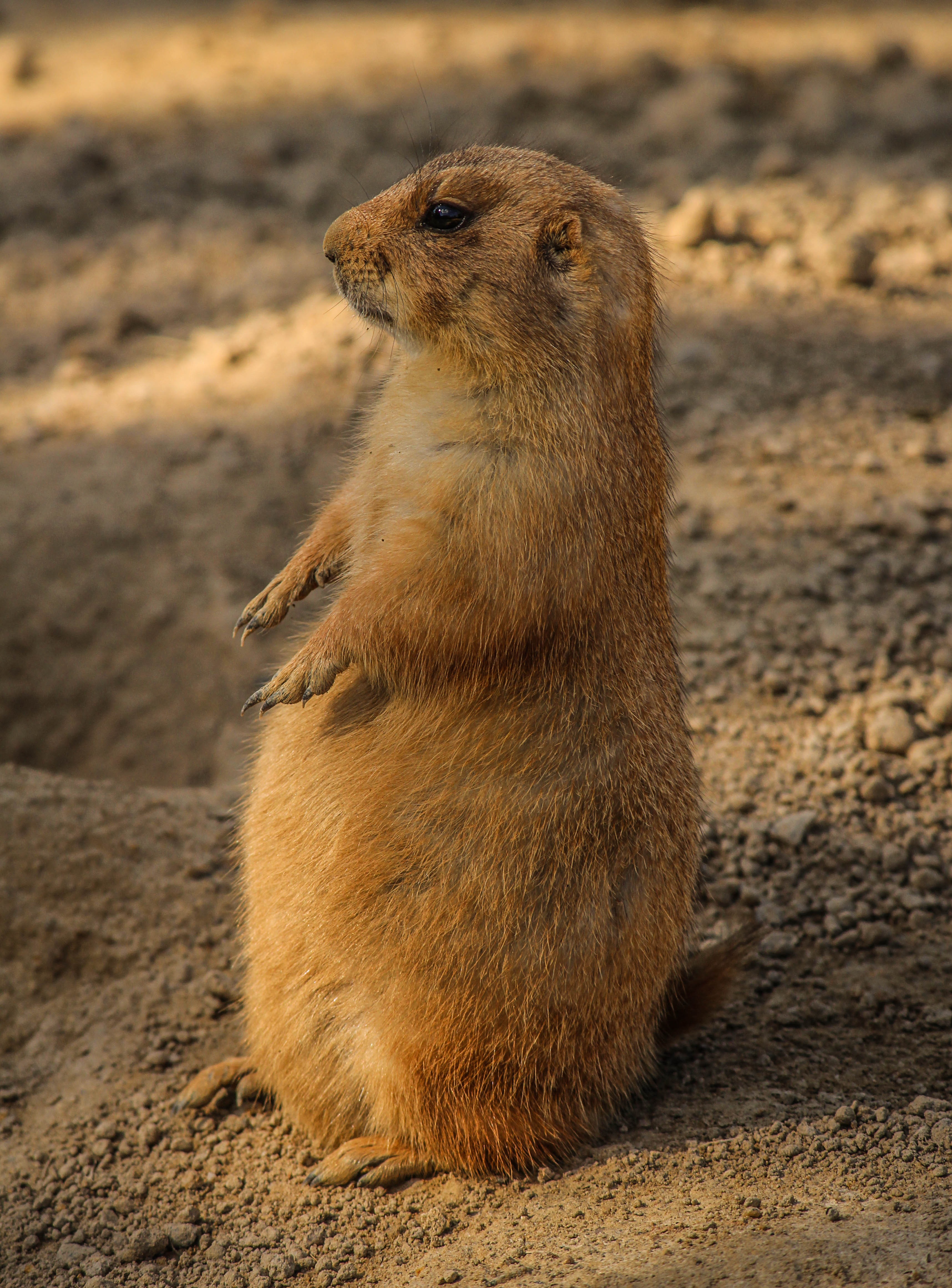 Wallpapers zoology animals prairie dog on the desktop
