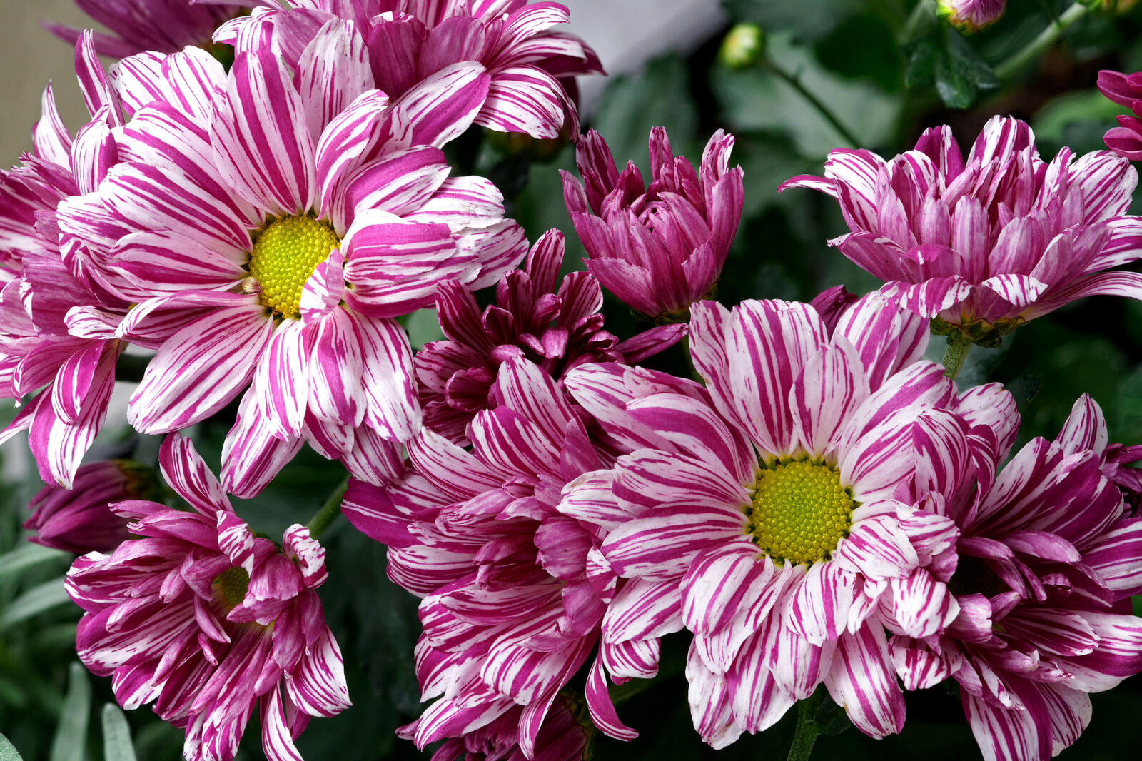 Free photo Pink chrysanthemums
