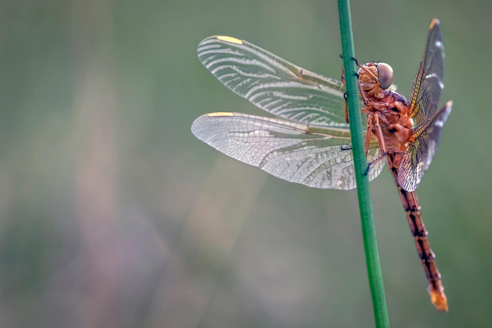 Wallpapers animal insects odonata on the desktop