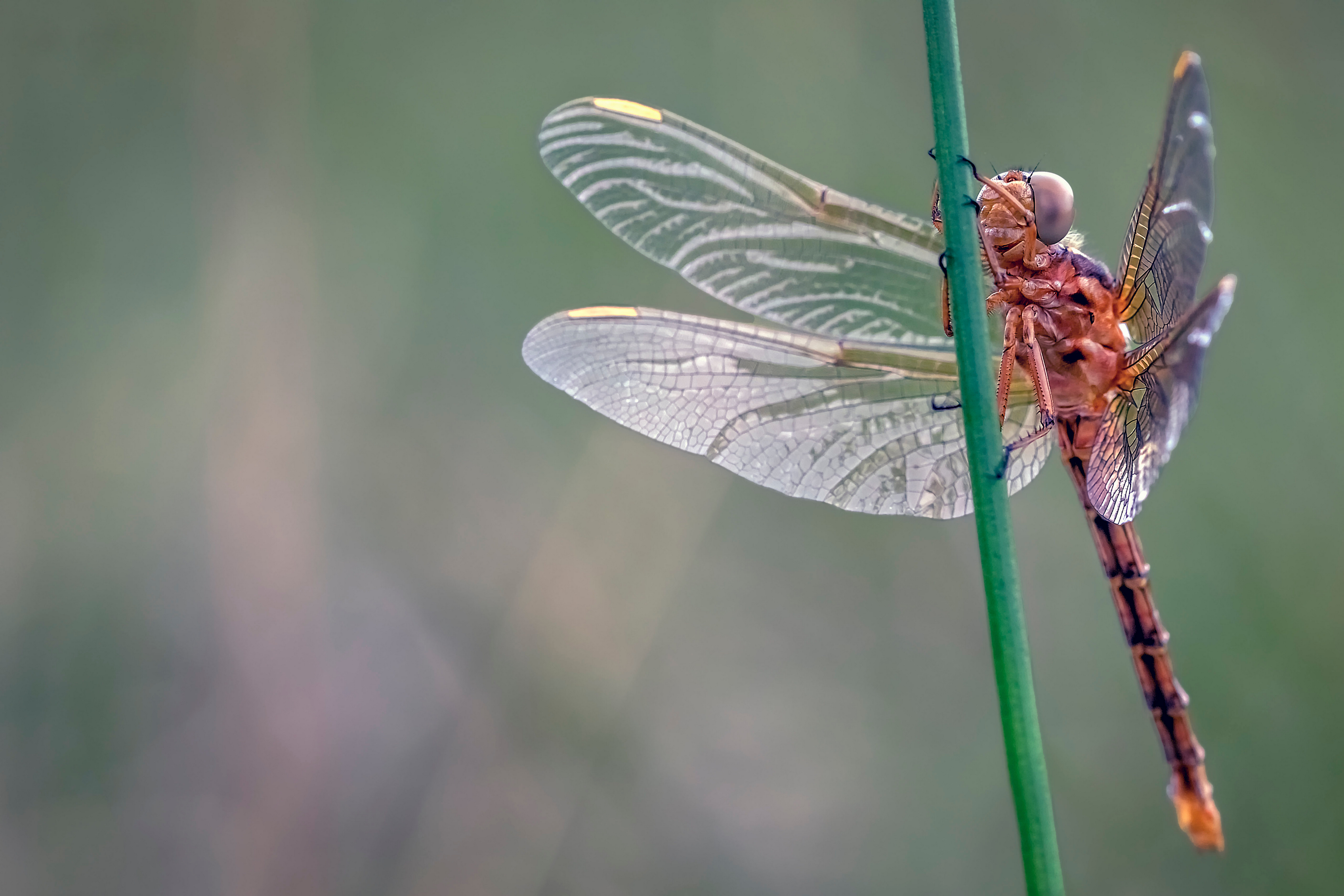 Фото животное насекомые стрекозы - бесплатные картинки на Fonwall