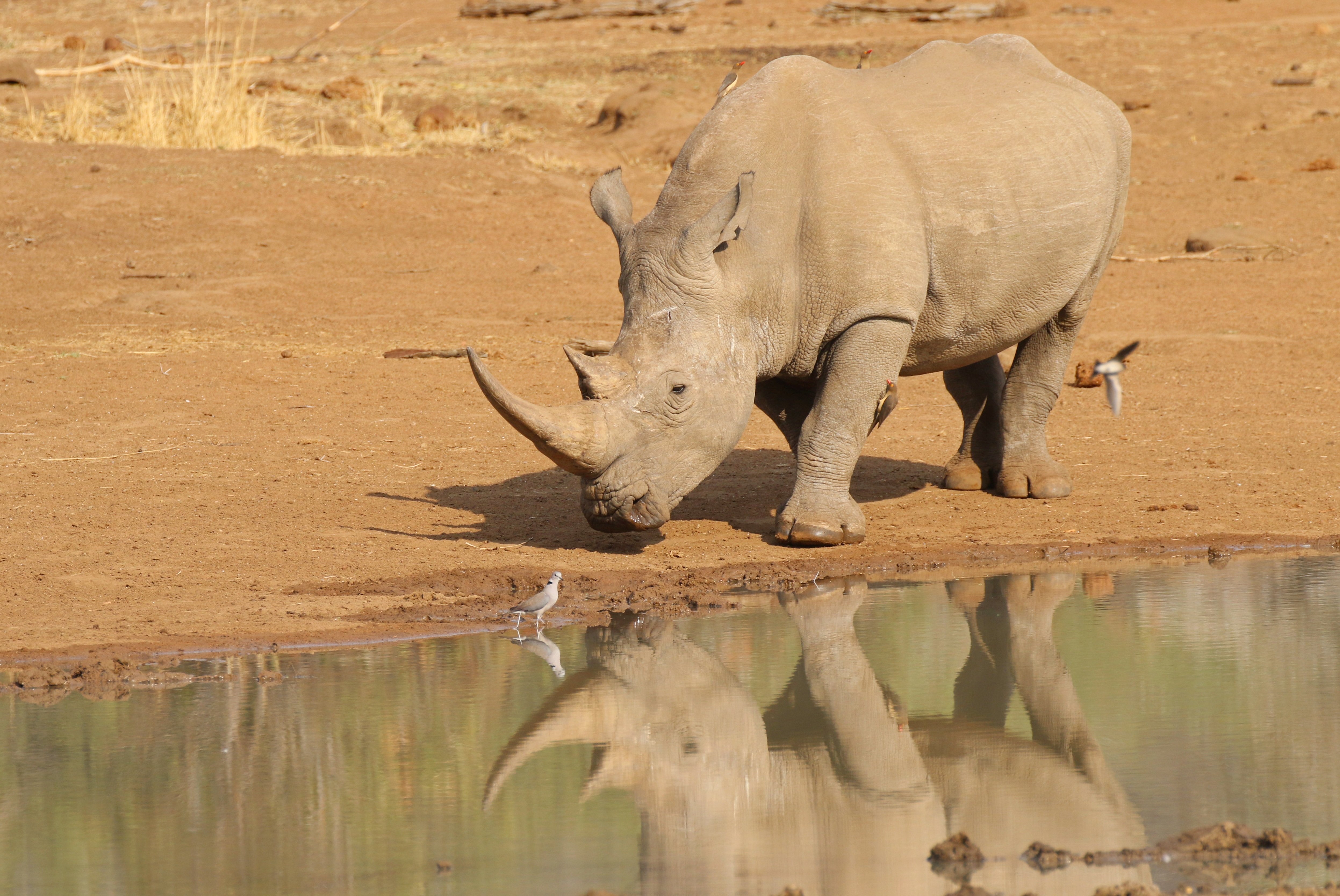 Обои животное носорог отражение на рабочий стол