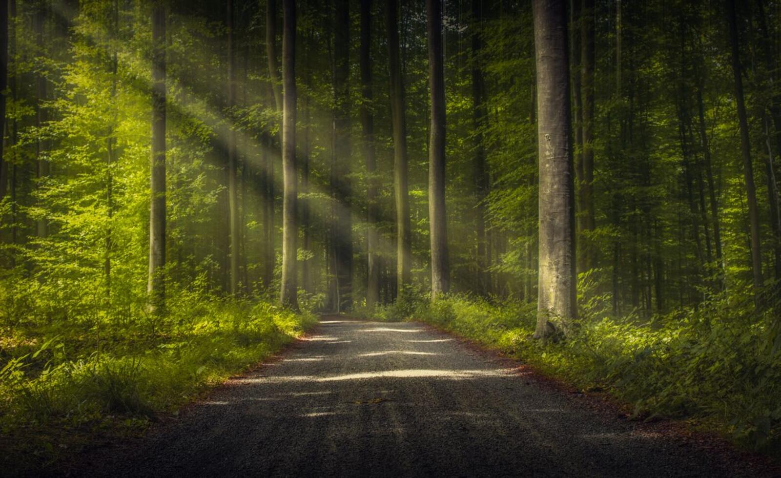 Wallpapers forest sunlight road on the desktop