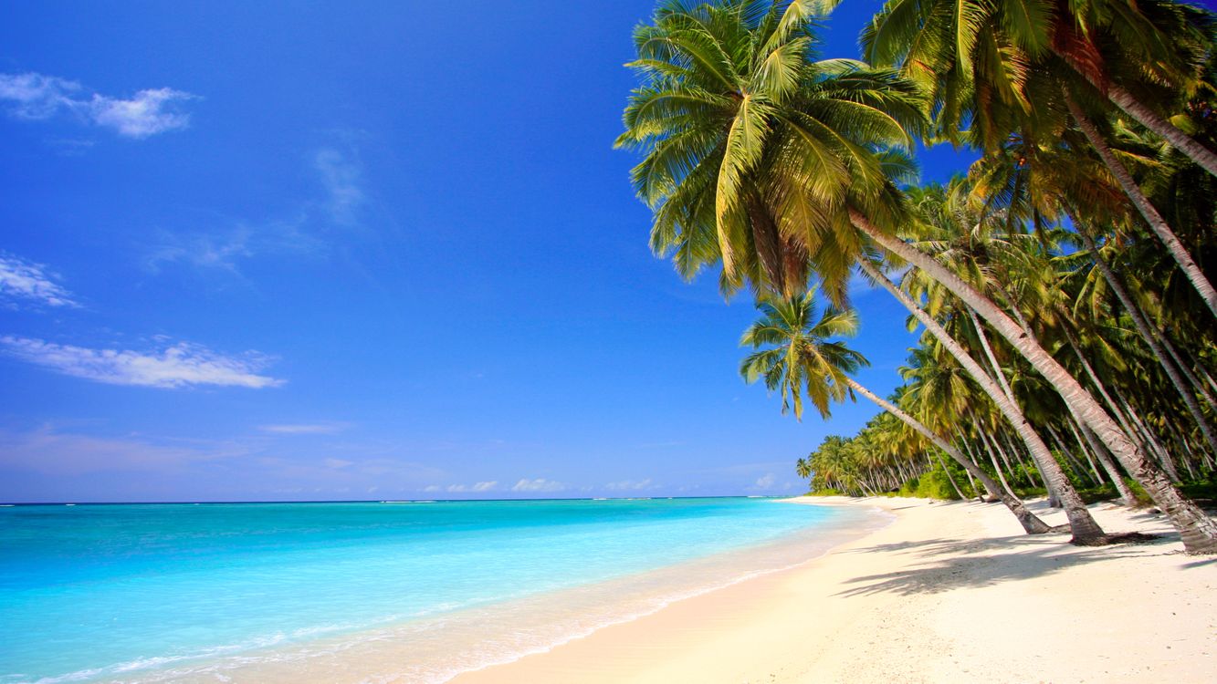 Фото бесплатно тропики, теплая погода, пальмы