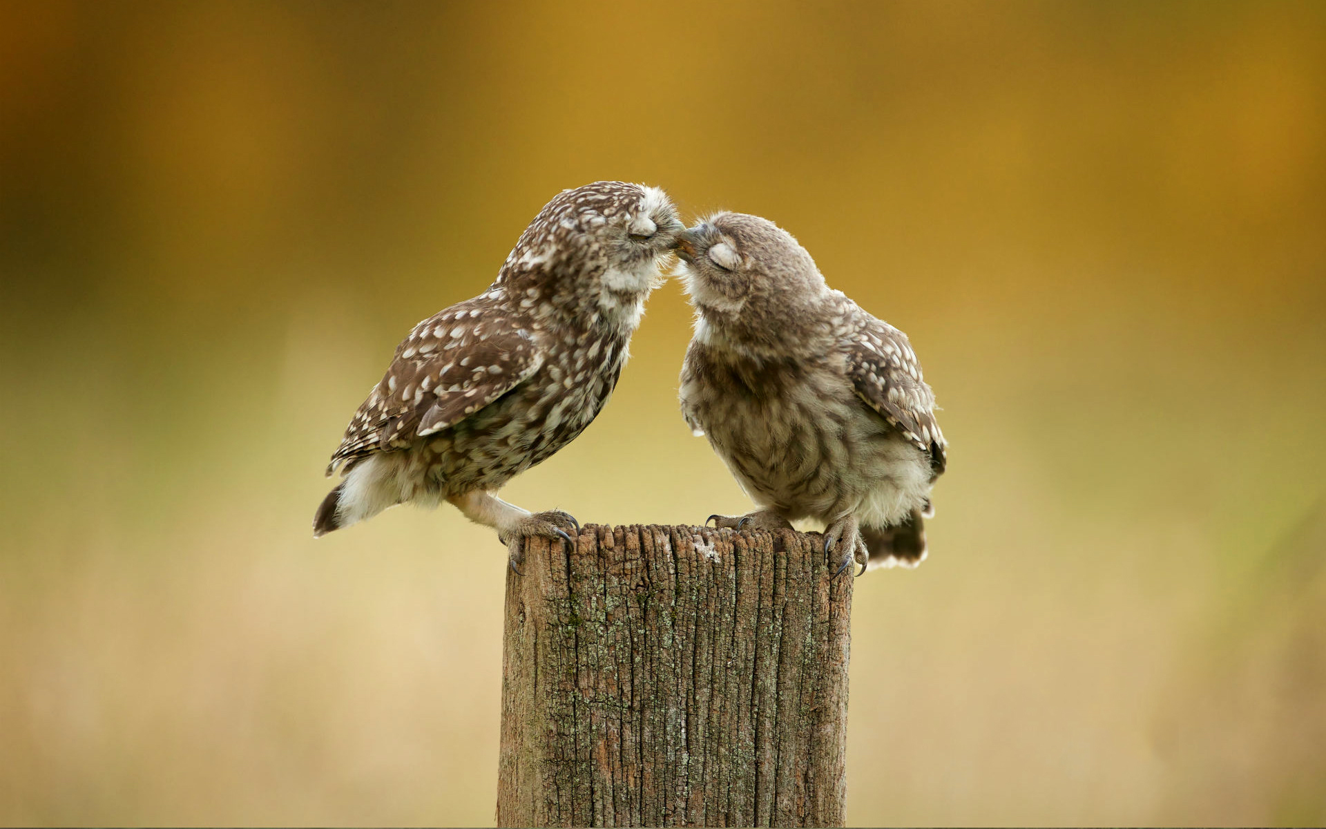 Two owls in love