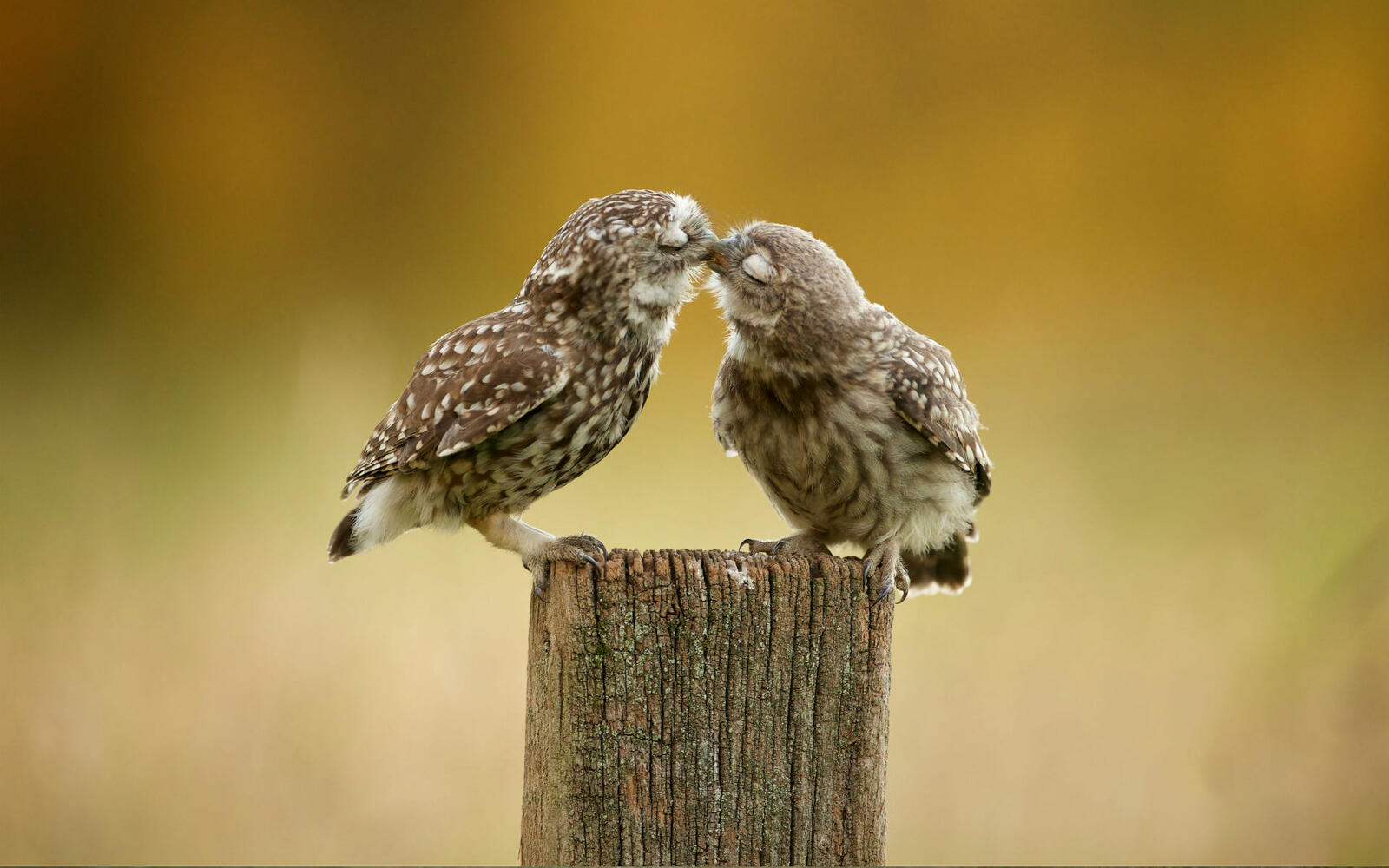 Бесплатное фото Две влюбленных совы