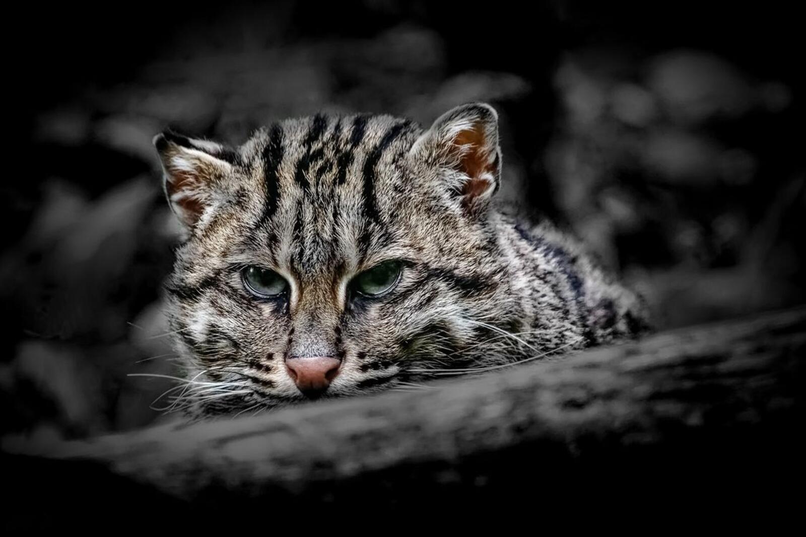 Wallpapers Southeast Asian wild cat fisher cat photo portrait on the desktop