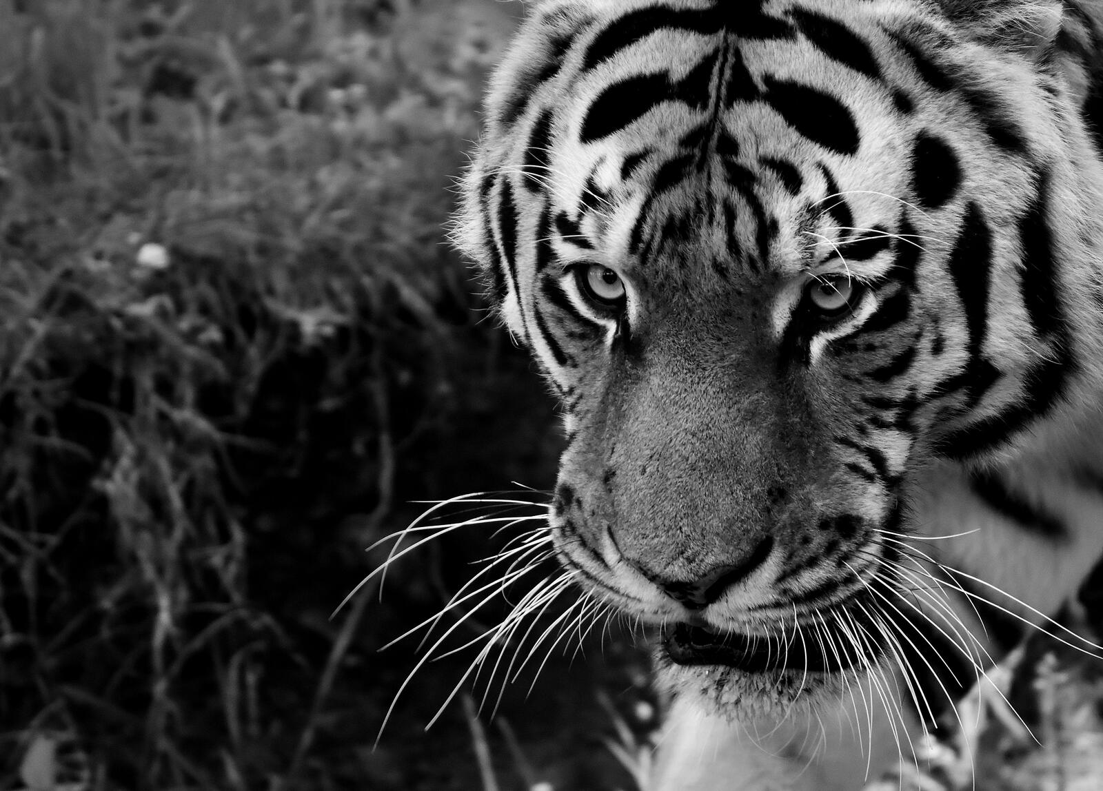 Free photo The Amur tiger