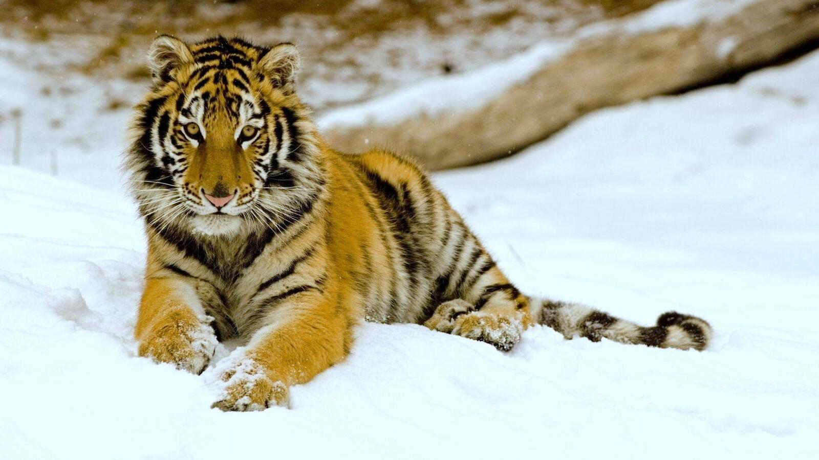 Wallpapers tiger snow down on the desktop