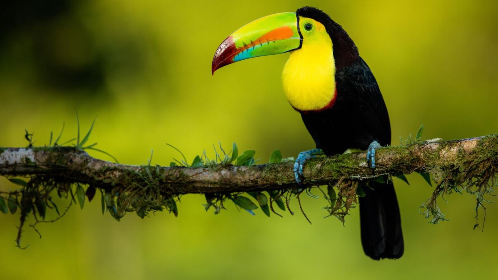 Free photo A toucan sits on a branch