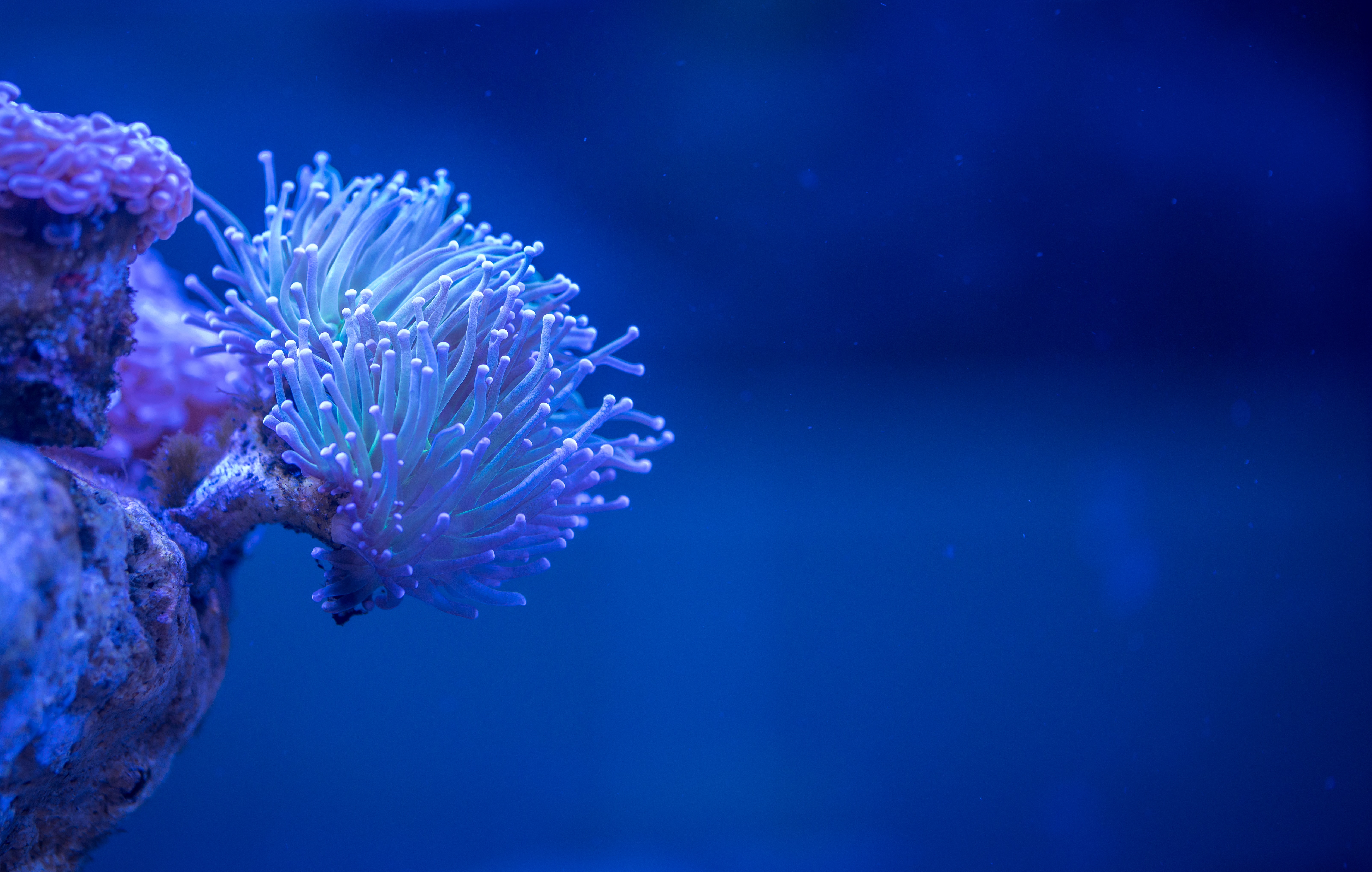 Wallpapers blue sea anemone coral reef on the desktop