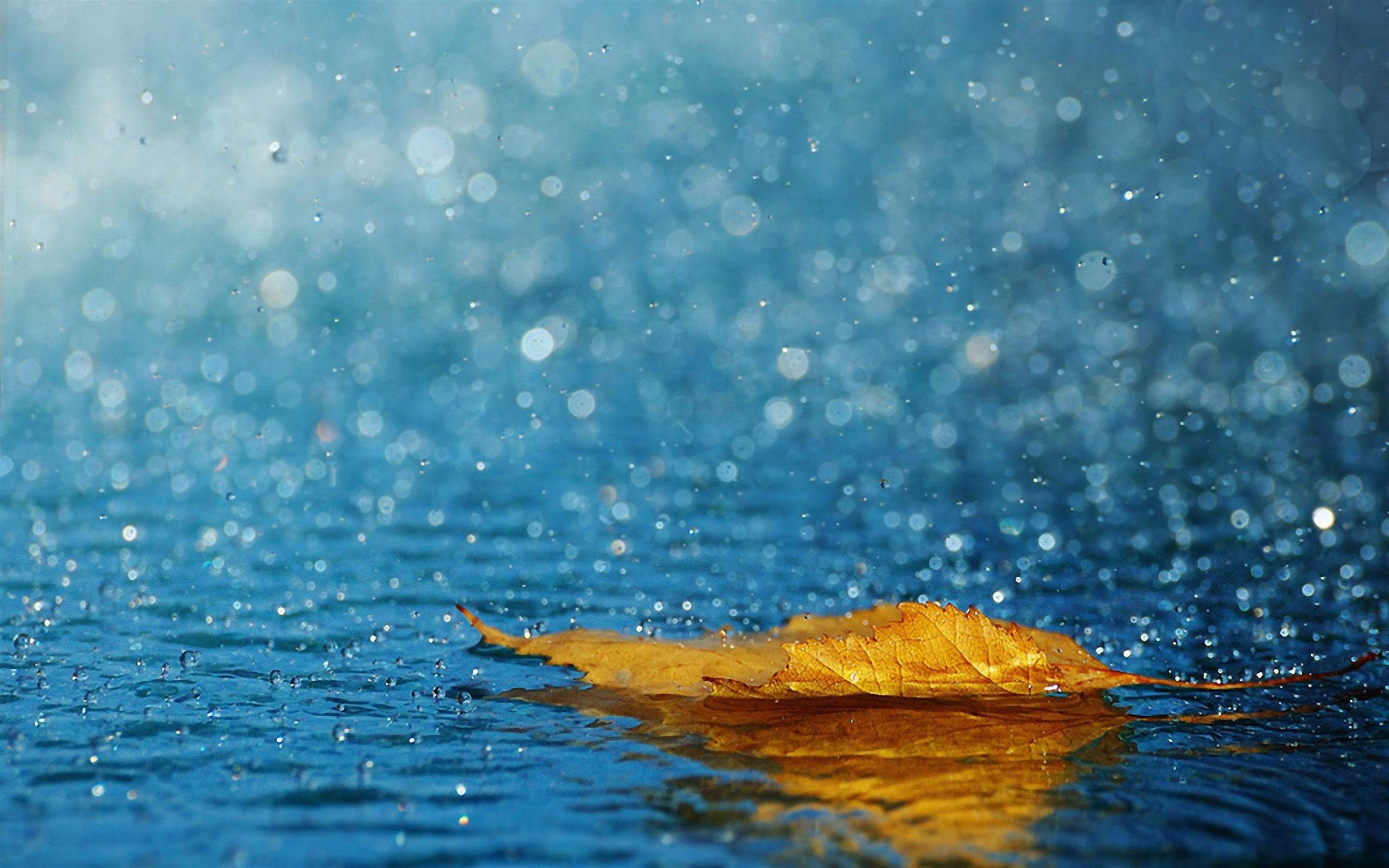Фото бесплатно лист, дождь, опавший лист