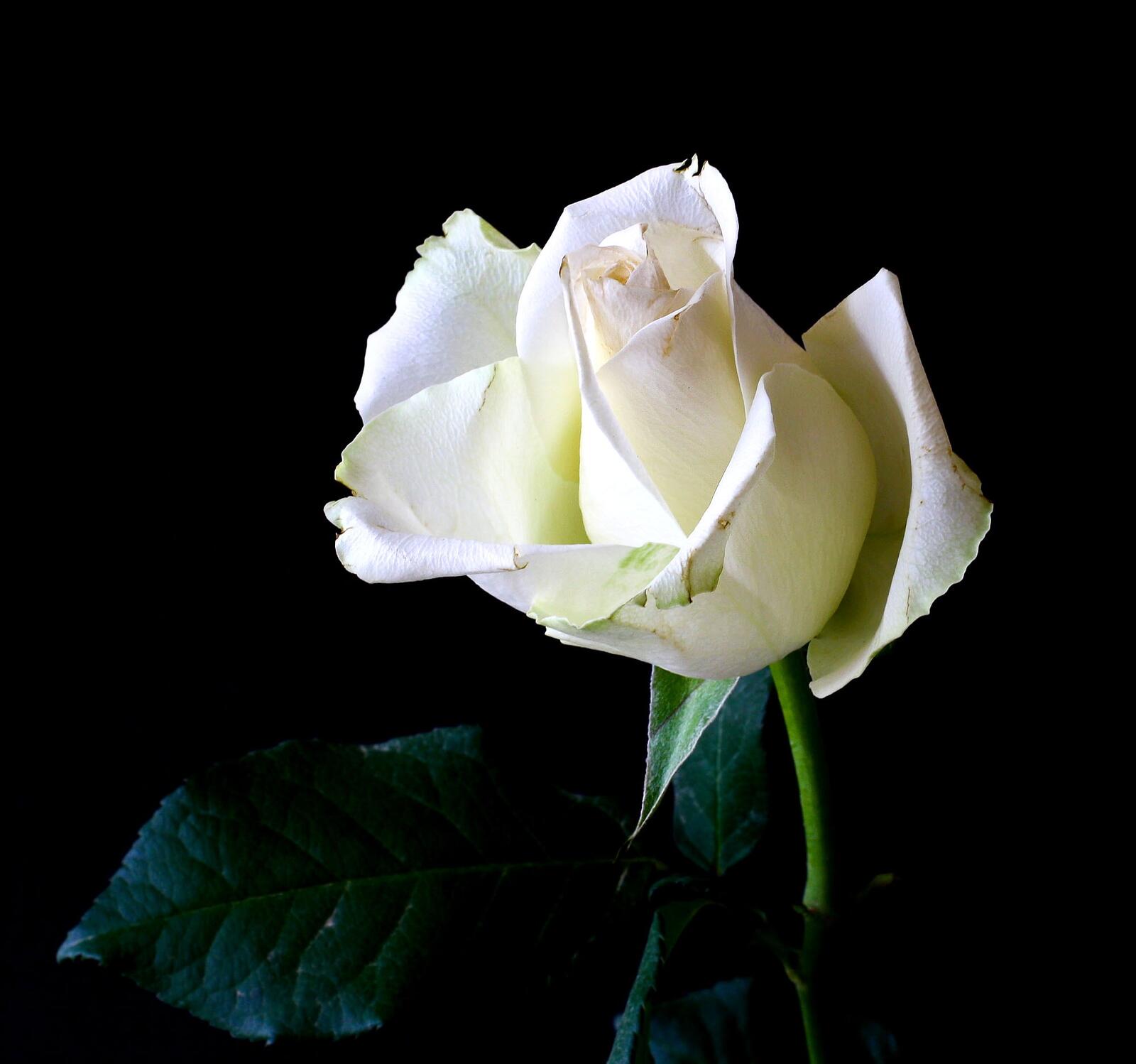 Free photo White rosebud