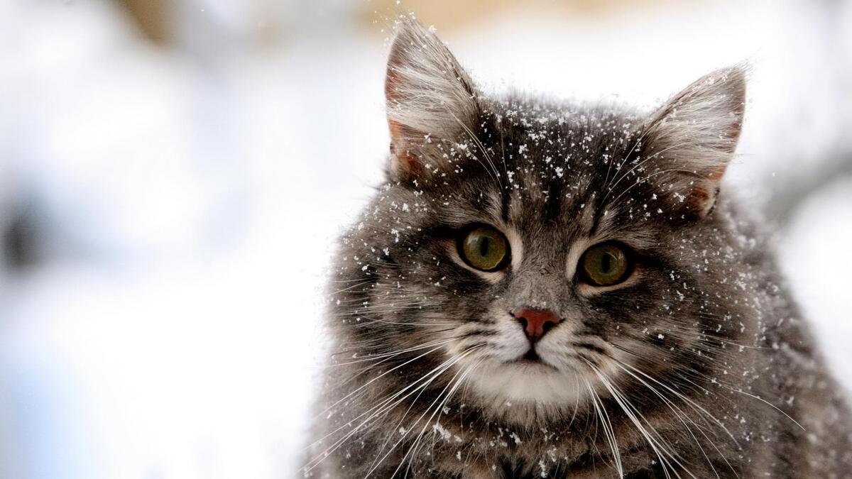 Пушистый кот в снежинках