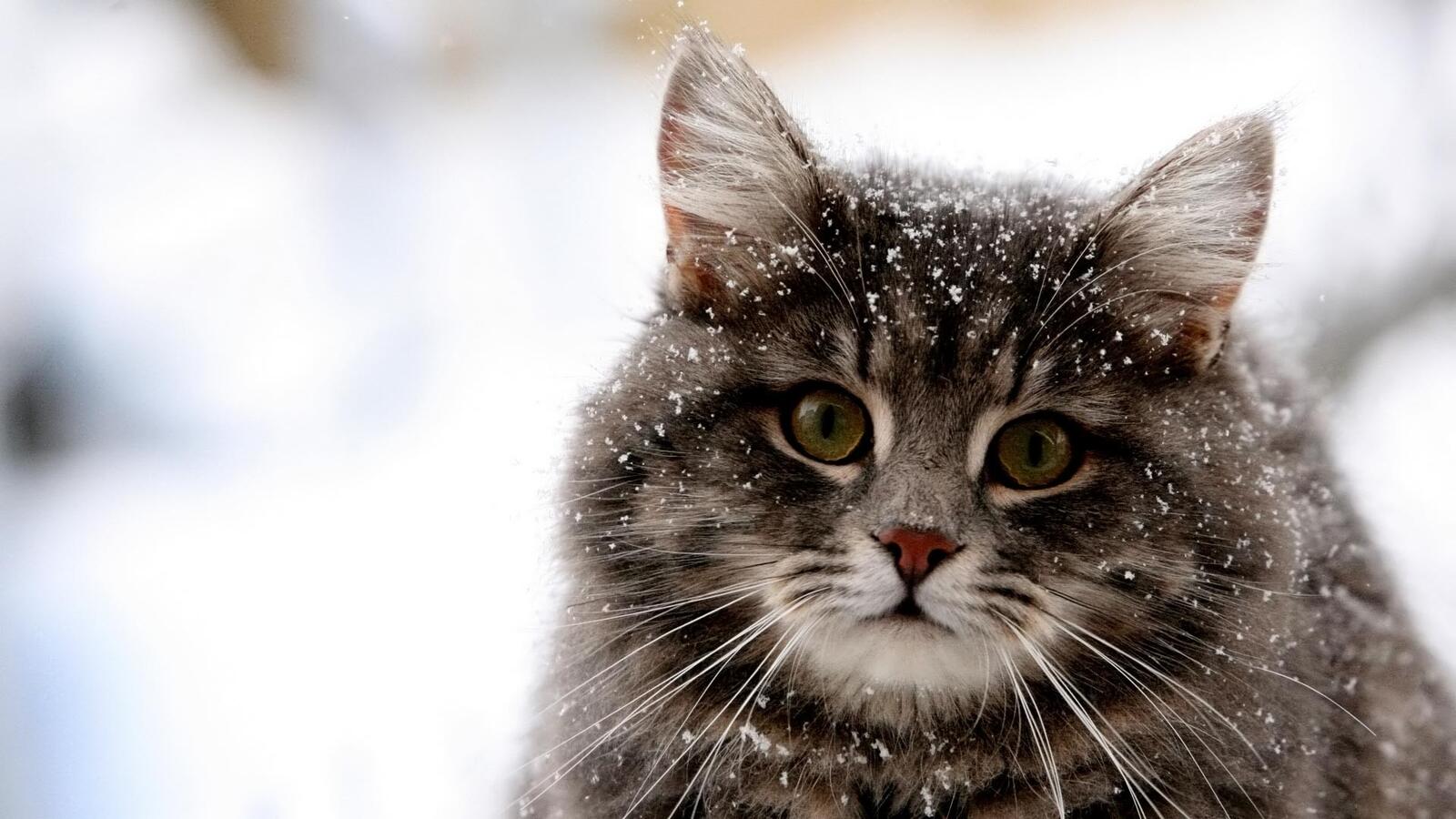 Free photo A fluffy cat in snowflakes