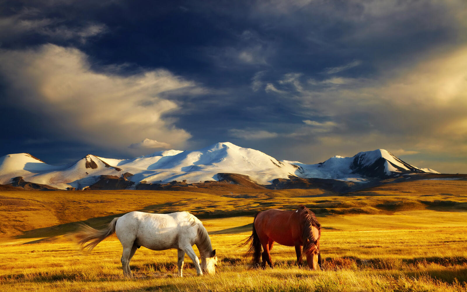 Wallpapers wallpaper horses mountain clouds on the desktop